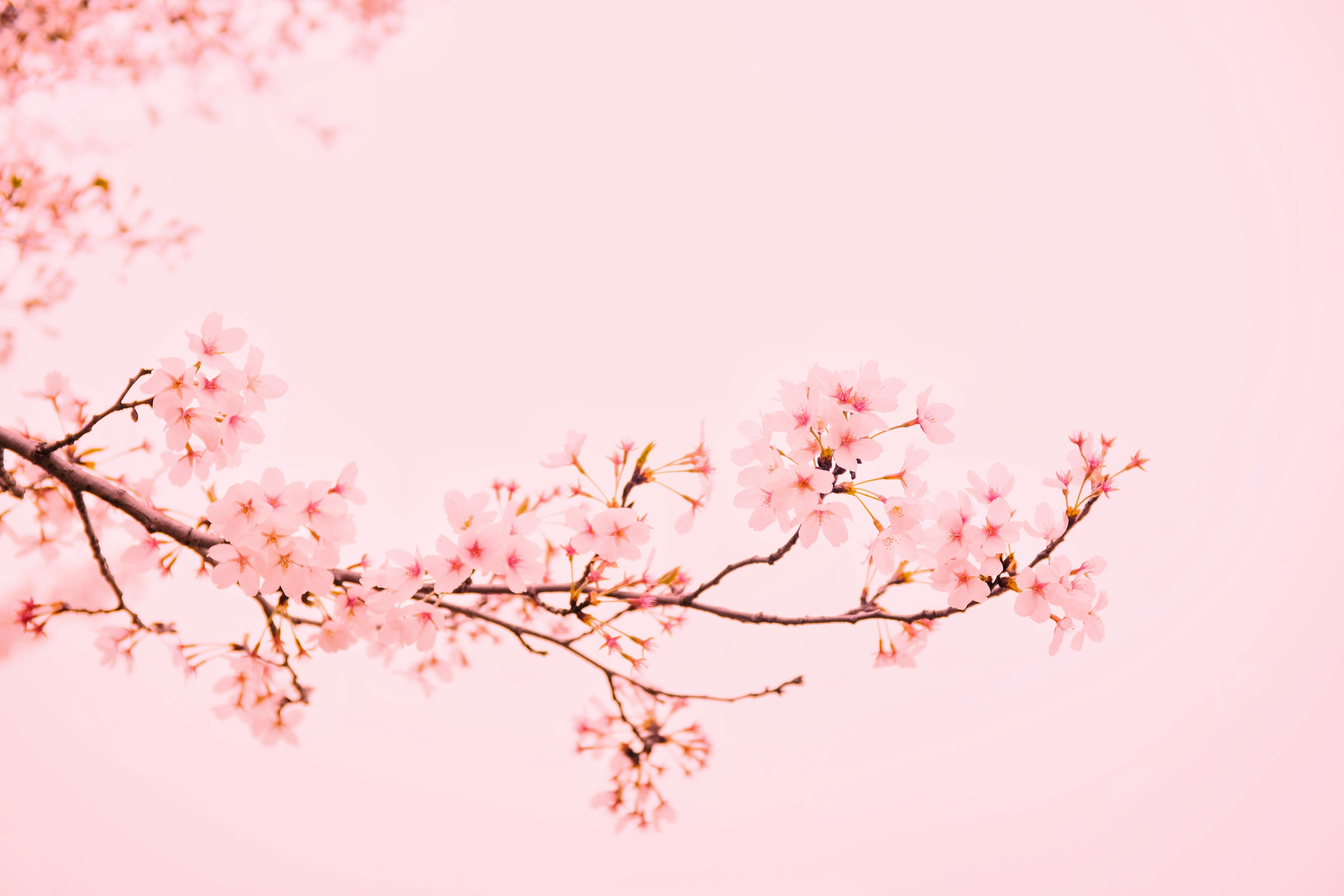 ４月お誕生日の方、おめでとうございます。